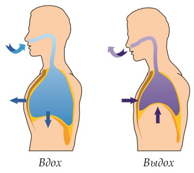 Движение грудной клетки при вдохе и выдохе